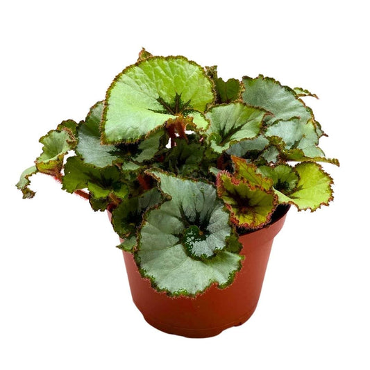 Begonia Java Escargot in a 6 inch Spiral White Gray