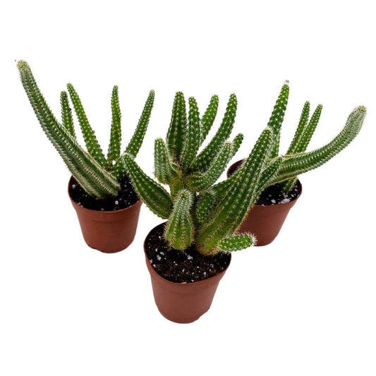 Peanut Cactus, 2 inch Set of 3, Chamaecereus silvestrii Tiny Mini Pixie Plants