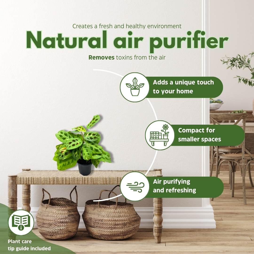 BubbleBlooms Maranta Green, 4 inch Rabbit Tracks, Kerchoveana Leuconeura Green Prayer Plant