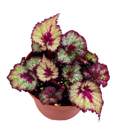 Harmony's Very Berry Begonia Rex 6 inch Pink Heart Spiral White Splashy Pink Band