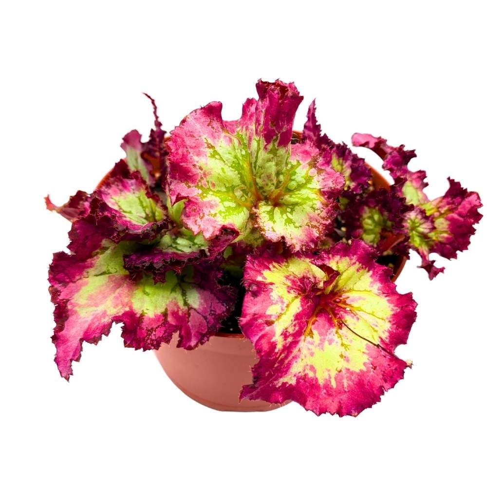 Harmony's Flight of Fancy Begonia Rex 6 inch Gnarly