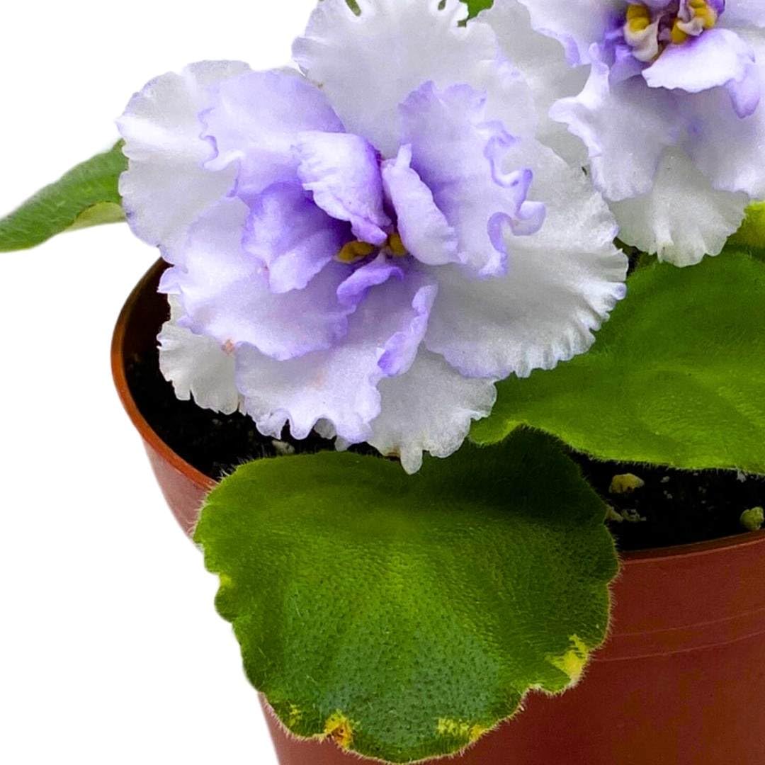 Harmony Foliage African Violet Cajun's Blueberry Hill 4 inch Gesneriad