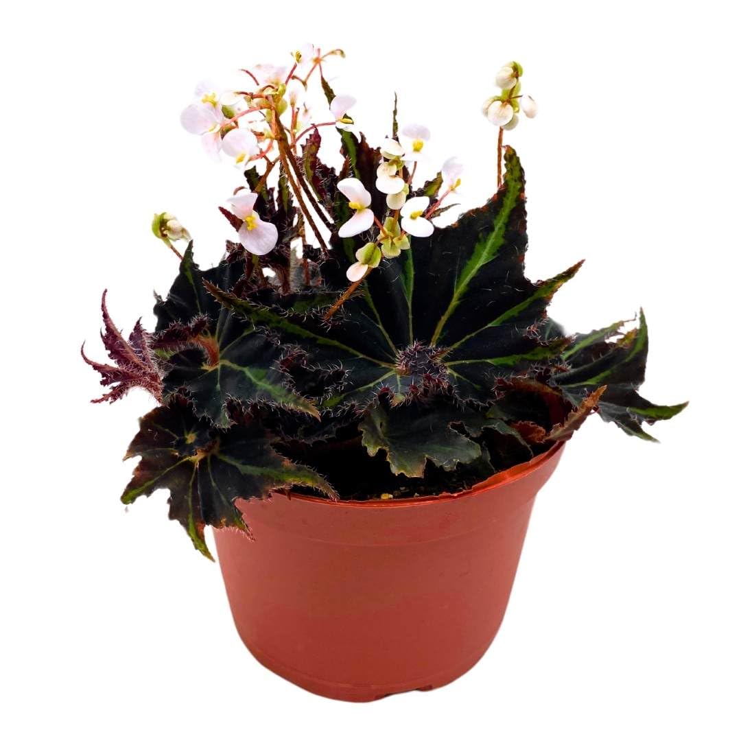 Begonia Breakdance Rhizomatous Rhizo in a 6 inch Green Black Gnarly Leaves