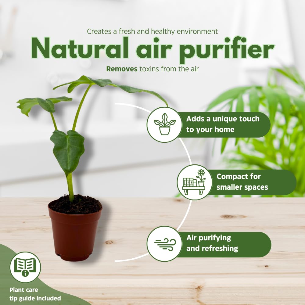 BubbleBlooms Alocasia Portei in a 2 inch Pot Tiny Minie Pixie Plant