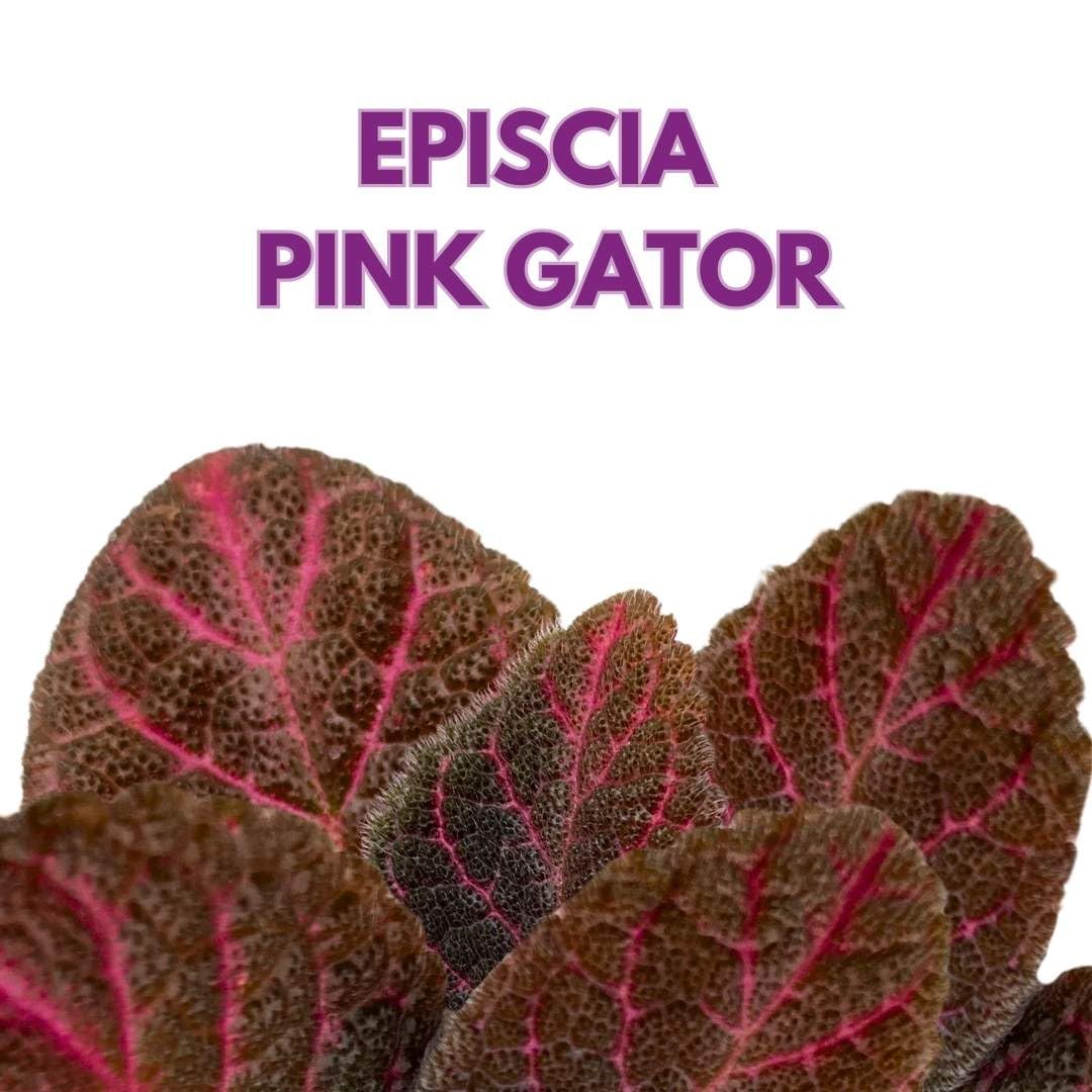 Harmony Foliage Episcia Pink Gator Flame Violet 2 inch