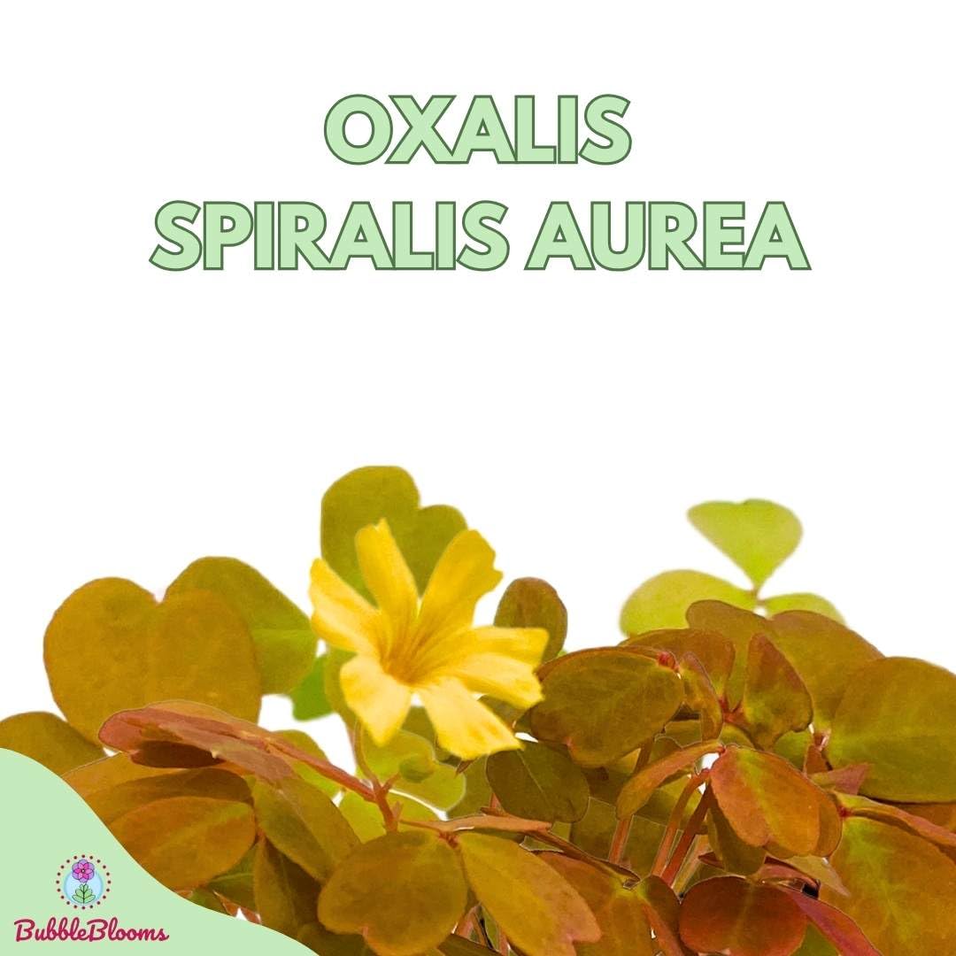 BubbleBlooms Golden Oxalis spiralis Aurea in a 2 inch Pot Tiny Mini Pixie Plant