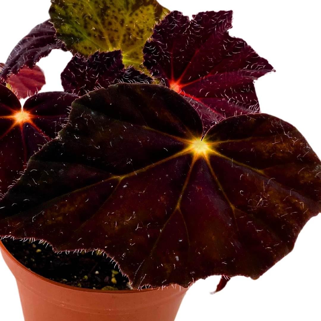 Harmony Foliage Begonia Night Eyes 4 inch Rhizomatous