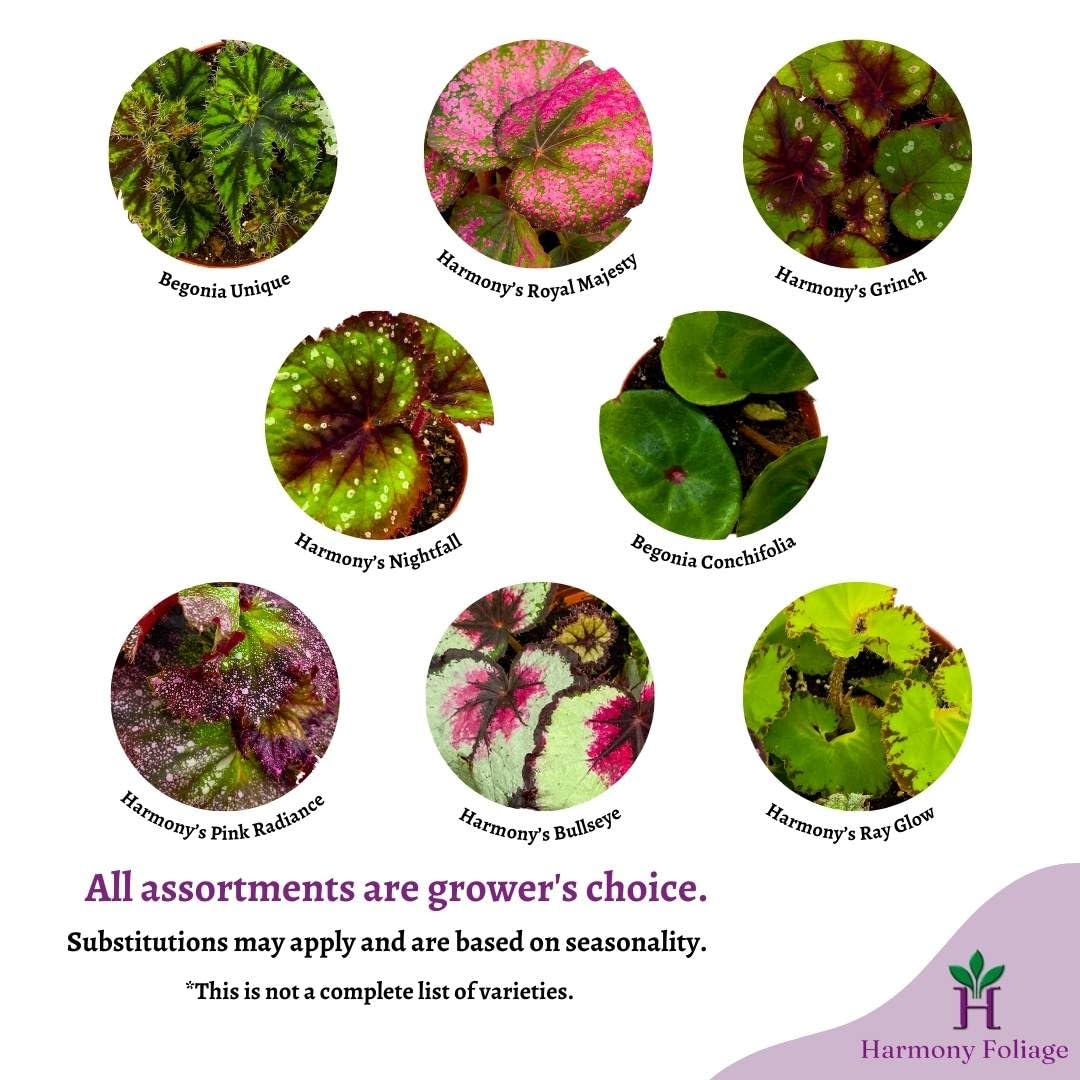 BubbleBlooms Begonia Rex Assortment, in 2 inch pots, Set of 3, Tiny Mini Pixie Plant Begonia Variety Pack