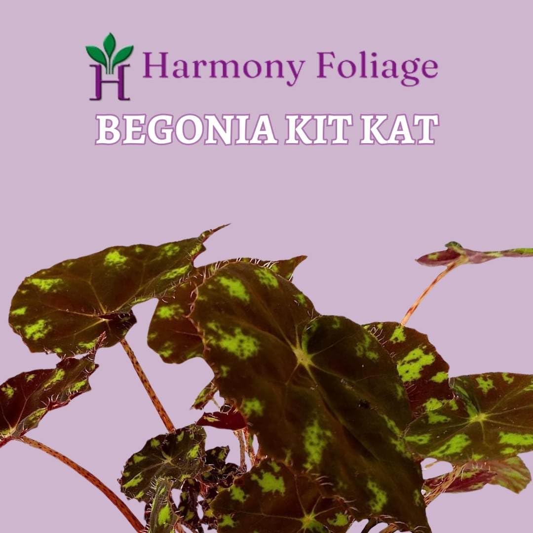 BubbleBlooms Harmony's KitKat Begonia, Begonia Rhizomatous Hybrid, Begonia Rex in 4 inch Pot, Painted-Leaf Begonia, Variegated