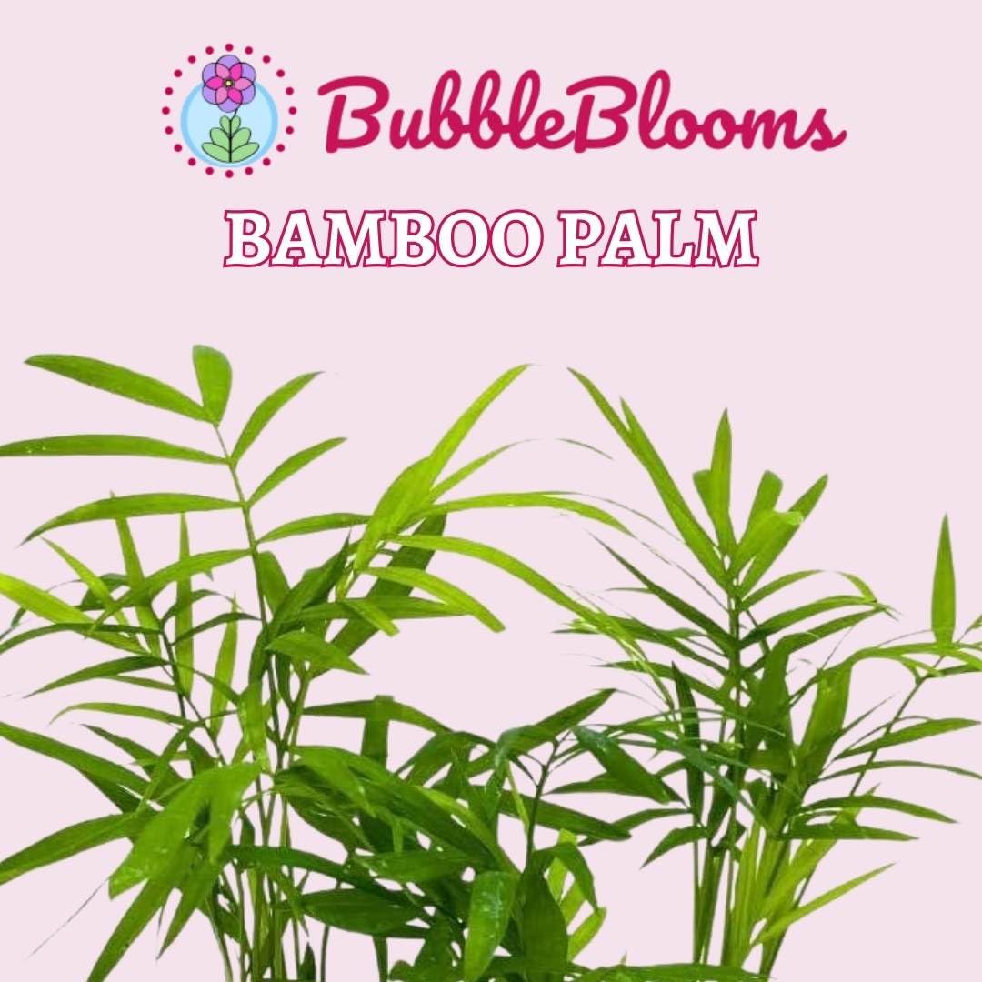 BubbleBlooms Bamboo Palm in 4 inch Pot, Chamaedorea Parlor Palm, Clustered Reed Cane Palm