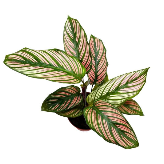 Calathea White Star, 4 inch, Goeppertia Majestica Prayer Plant