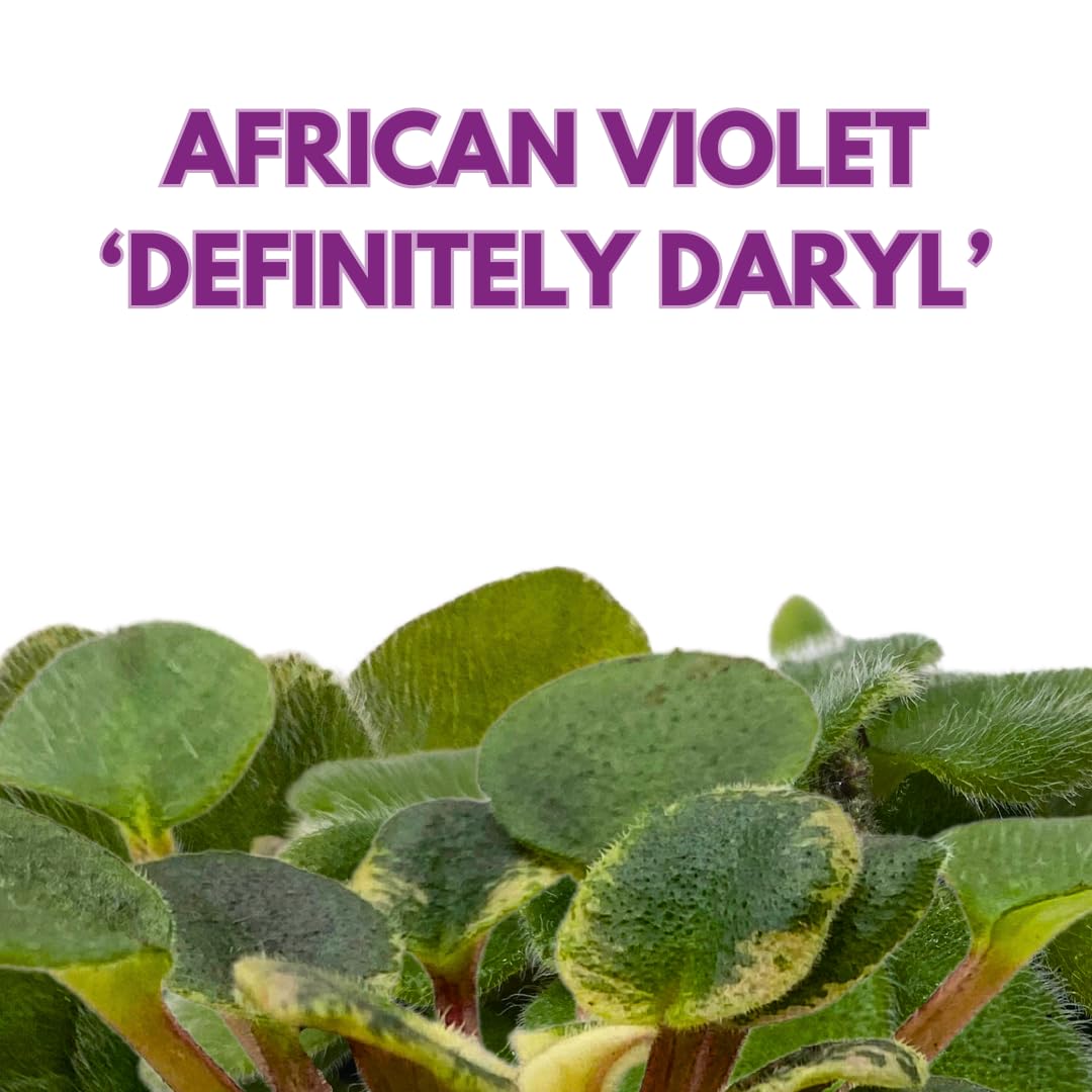 Harmony Foliage Mini African Violet Definitely Daryl Variegated 2 inch Blue Flower