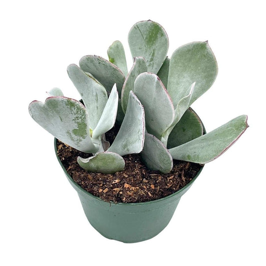 Cotyledon Orbiculata, Pig's Ear, 4 inch Round-leafed Succulent Navel-Wort