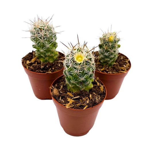 Arizona Snowcap Cactus Mammillaria gracilis Albata, 2 inch Set of 3, Tiny Mini Pixie