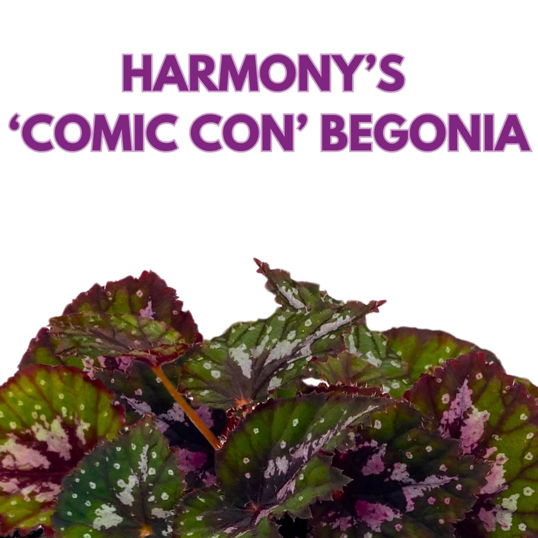 Harmony Foliage Harmony's Comic Con Begonia Rex 4 inch Pink Green Curly