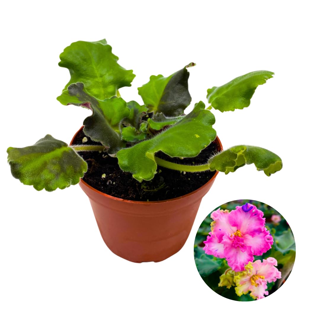 Harmony Foliage African Violet Sparkling Money 4 inch Pink White Flower