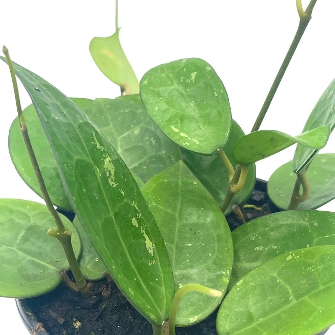 BubbleBlooms Hoya Black Margin, Parasitica, in 4-inch Pot, Rare Limited Collectors Plant