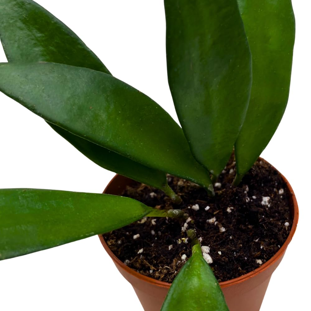 BubbleBlooms Hoya David Cummingii in a 2 inch Pot Tiny Mini Pixie Plant