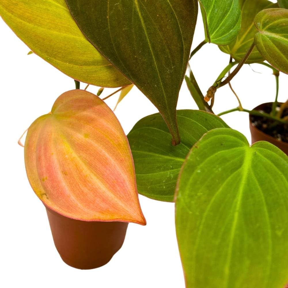 heartleaf philodendron micans flowers BubbleBlooms Philodendron Micans Heart Leaf Philo hederaceum, 2 inch S – Florida House Plants