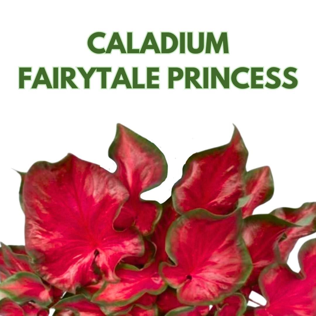 BubbleBlooms Caladium Fairytale Princess 6 inch