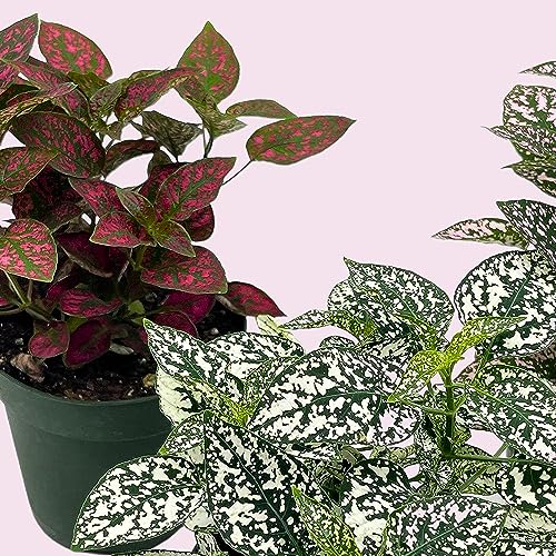 BubbleBlooms Polka Dot Plant Assortment in a 4 inch Pot Hypoestes Phyllostachya, Pink, White, and red, Flamingo Splash, Set of 3