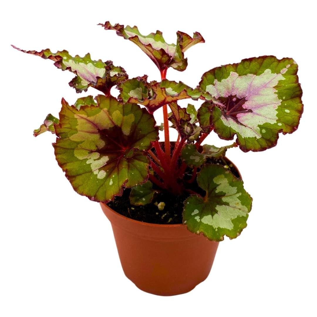 Harmony Foliage Begonia Rex Harmony's Green Phantom 4 inch