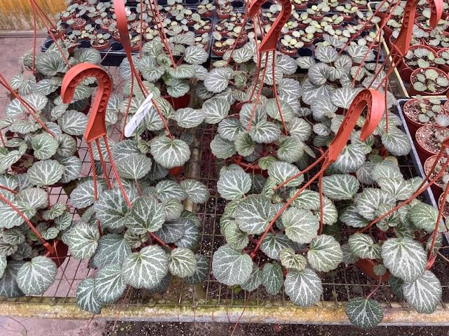 Harmony Foliage Strawberry Begonia in 6 inch Hanging Baskets 12-Pack Bulk Wholesale Creeping Saxifrage Saxifraga stolonifera