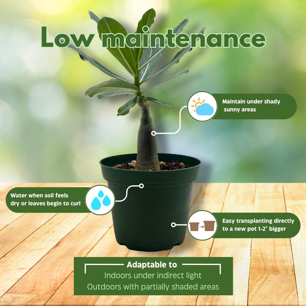 BubbleBlooms Desert Rose Golden Faith in a 4 inch Pot Extremely Rare Flower