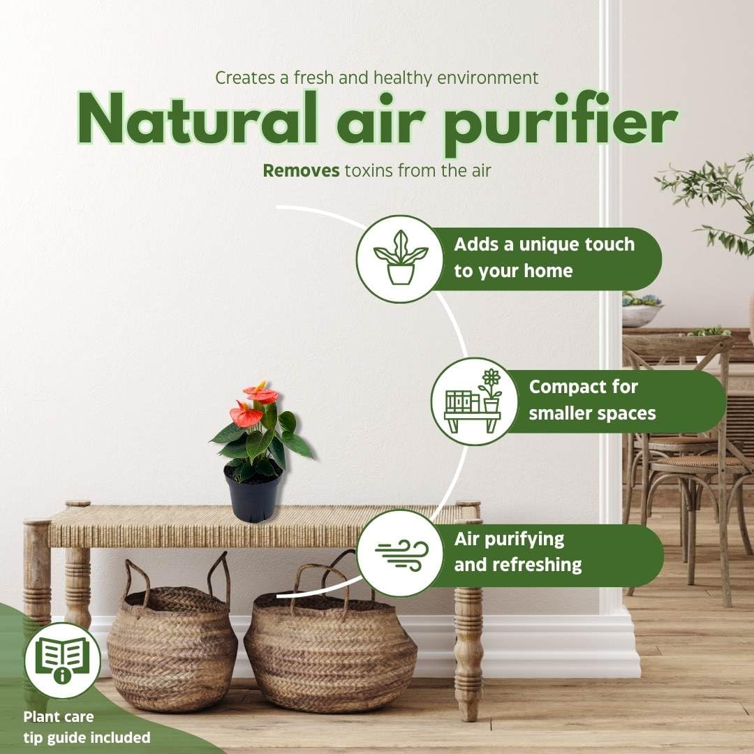 BubbleBlooms Anthurium Coral, Orange - ish in a 4 inch Pot Heart Shaped Leaf