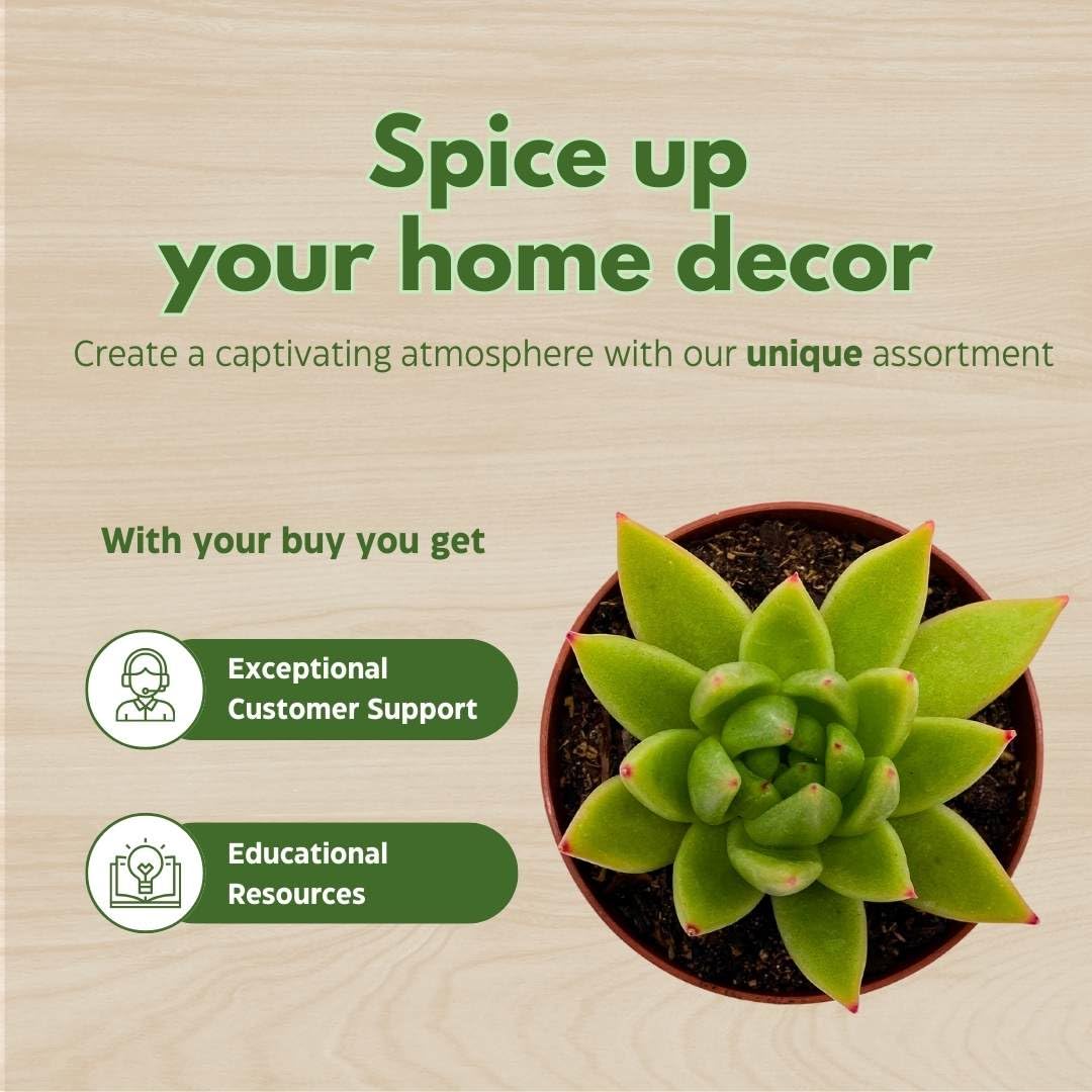 BubbleBlooms Echeveria agavoides, Molded-Wax Agave, in 3 inch Pot