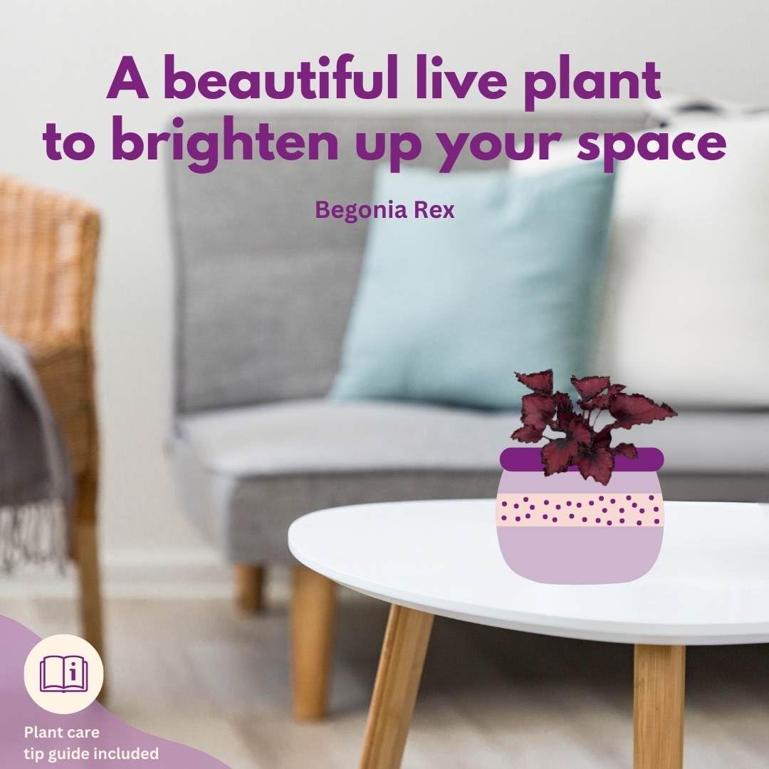 BubbleBlooms Begonia Rex Assortment, in 2 inch pots, Set of 3, Tiny Mini Pixie Plant Begonia Variety Pack