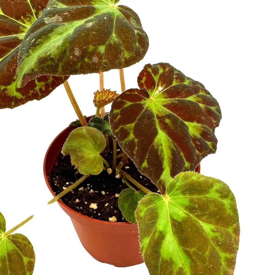 Harmony's Barsaloux's Begonia Barsalouxiae 4 inch, Rare Green Captivating Color Begonia Rex