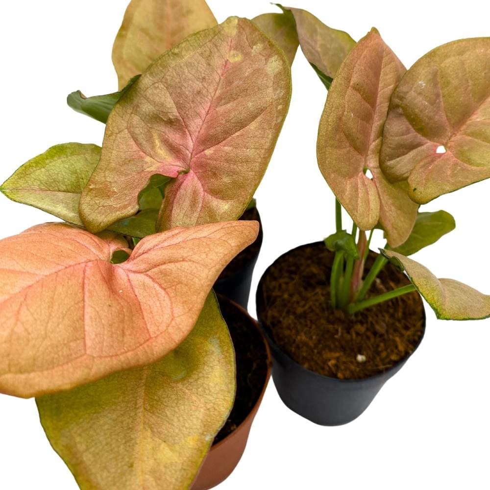 Syngonium Neon Pink, 2 inch Set of 3, Strawberry Princess Arrowhead Vine Tiny Mini Pixie Plants