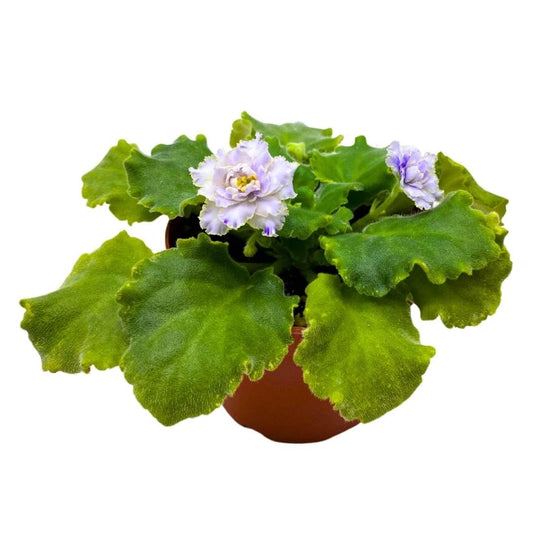 Harmony Foliage African Violet Dancing Fool 4 inch Gesneriad