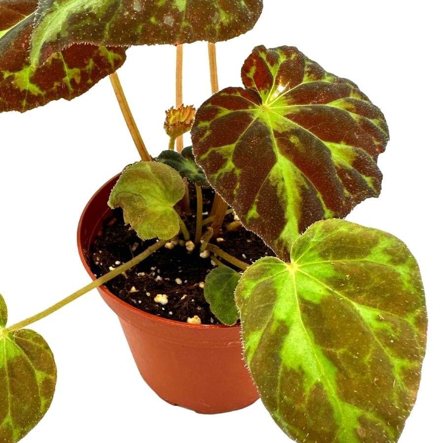 Harmony's Barsaloux's Begonia Barsalouxiae 4 inch, Rare Green Captivating Color Begonia Rex