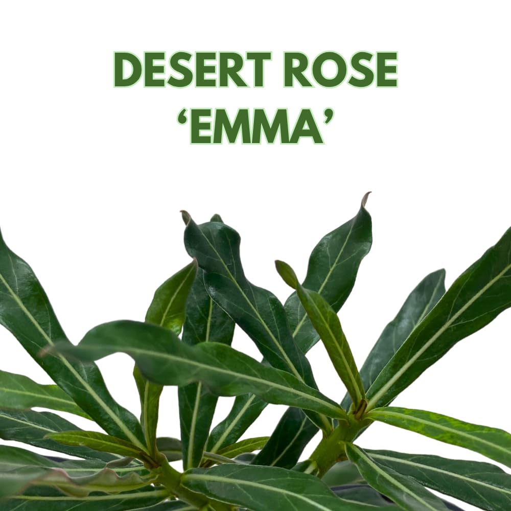 BubbleBlooms Desert Rose Emma in a 4 inch Pot Extremely Rare Flower