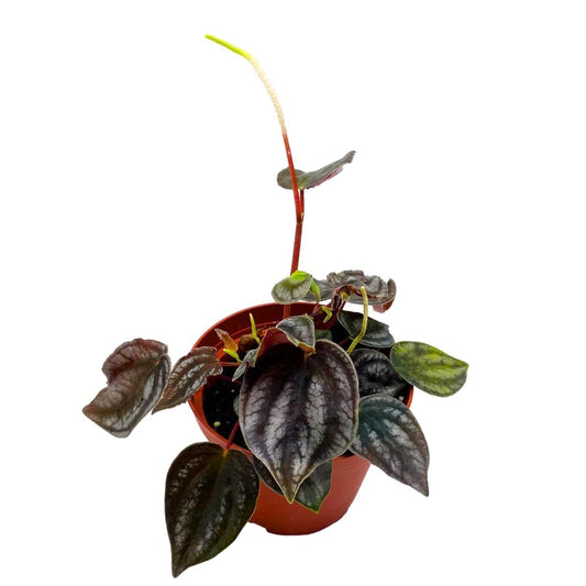 Peperomia Turboensis, 4 inch, Black Metallic Pep