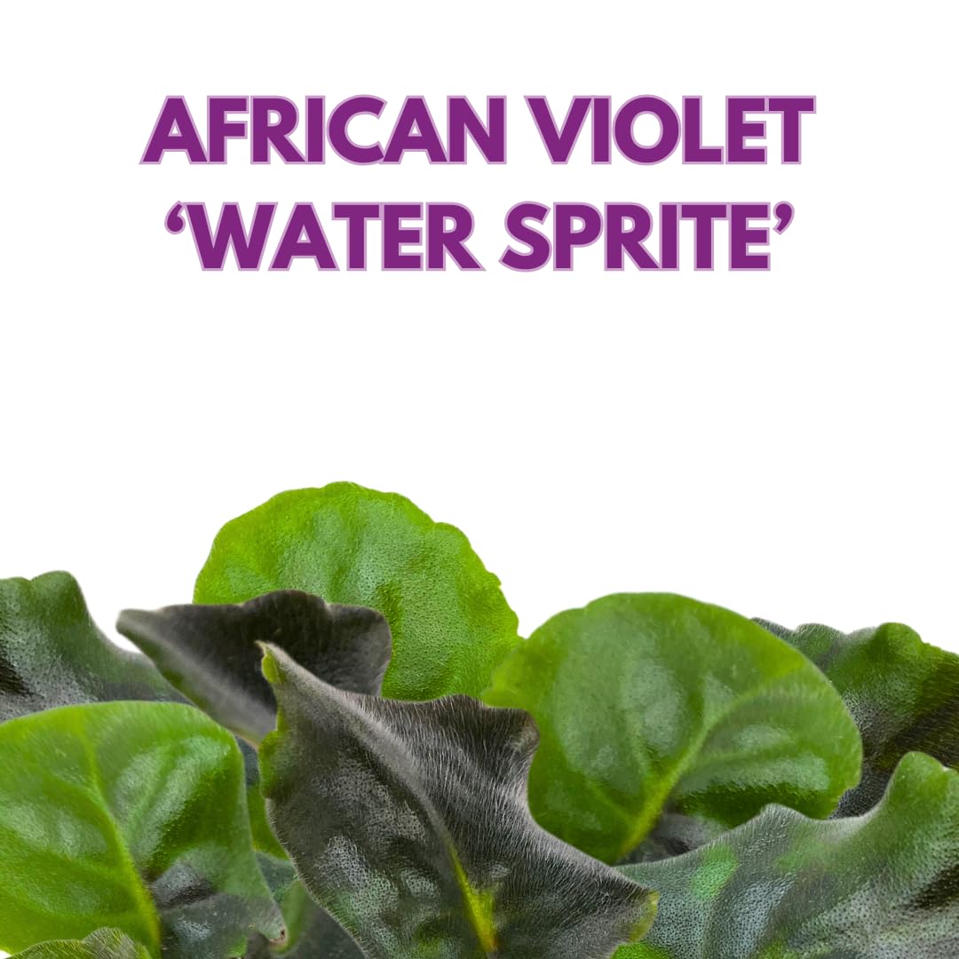 Harmony Foliage African Violet Water Sprite 4 inch Purple White Ruffle Flower