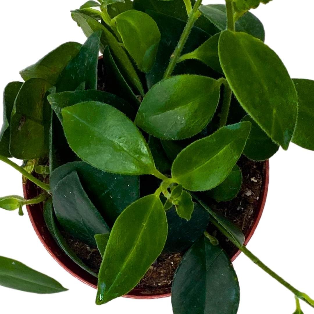 BubbleBlooms Lipstick Plant in a 4 inch Pot Lip Stick Vine Aeschynanthus radicans