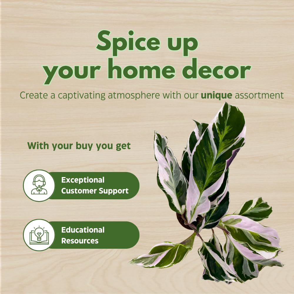 BubbleBlooms Calathea Stella White Fusion Variegated in a 2 inch Pot Tiny Minie Pixie Plant