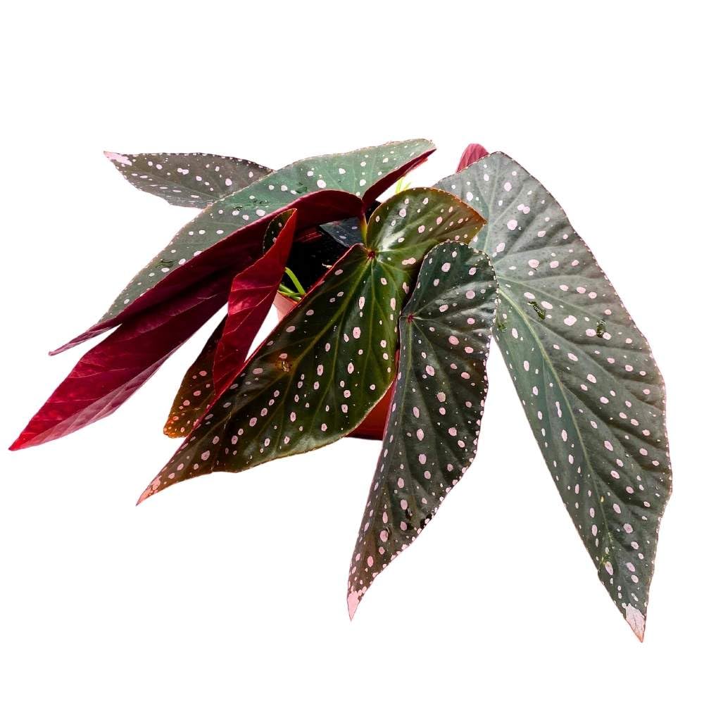 Harmony's Dark Dreamer Angel Wing, 6 inch Cane Begonia Pink Polkadots Variegated Tip