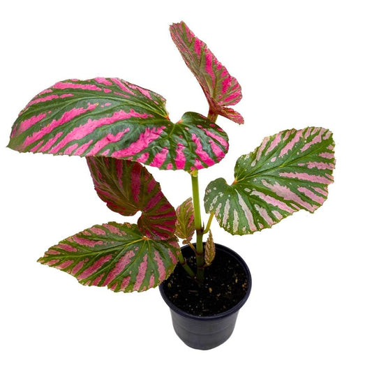 Begonia Brevirimosa Red Angel Wing Cane Begonia 4 inch