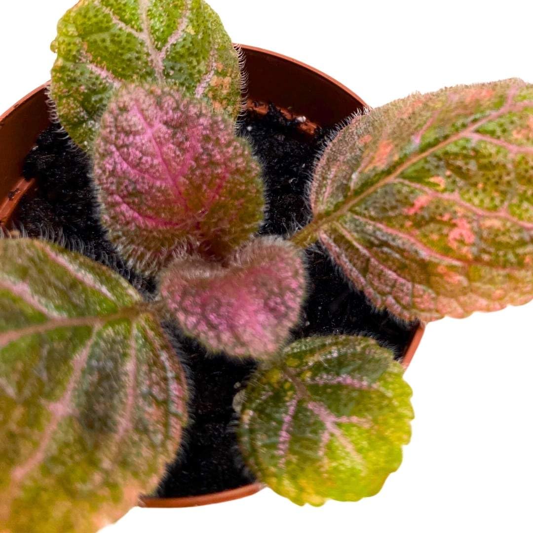 Harmony Foliage Episcia Pink Velvet Flame Violet 2 inch