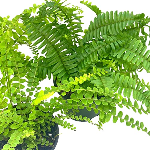 BubbleBlooms Boston Fern Assortment, 3 Different 4 inch Boston Ferns, Nephrolepis exaltata Variety Mix