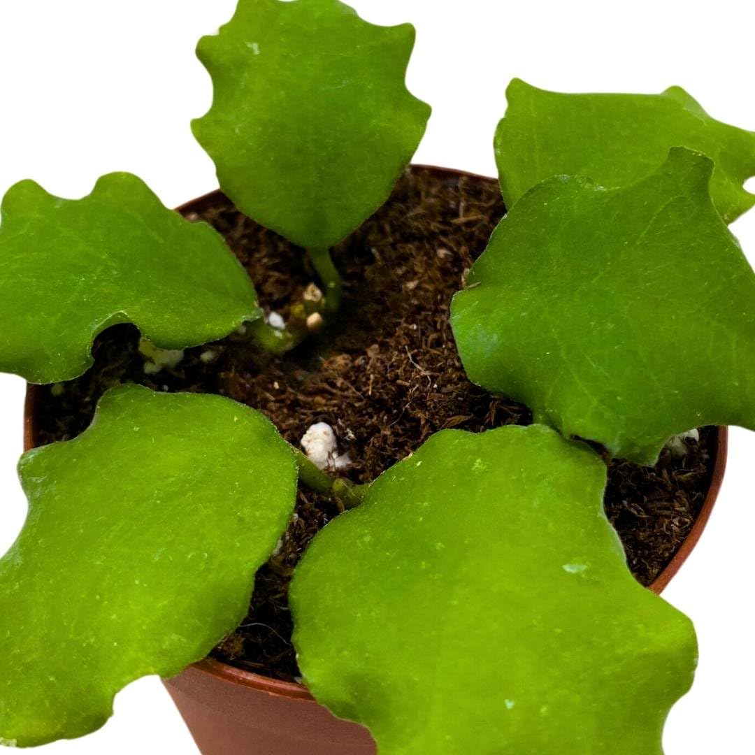 BubbleBlooms Hoya Endauensis in a 2 inch Pot