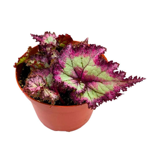 Harmony's Pink Pizzazz Begonia Rex 6 inch Jagged Gnarly Leaves