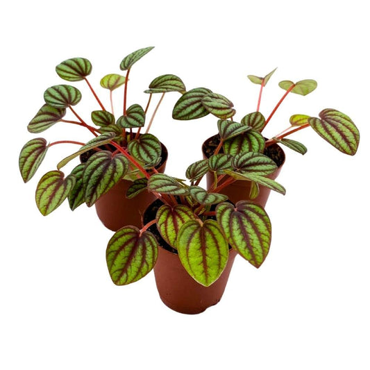 Peperomia Piccolo Banda, 2 inch Set of 3, Ripple Caperata Tiny Mini Pixie Plants