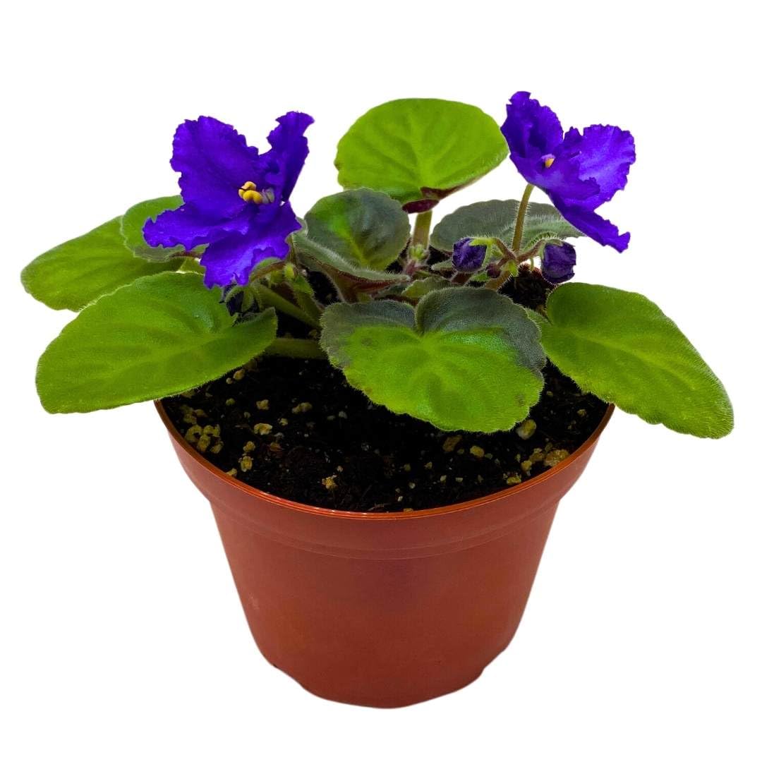 Harmony Foliage African Violet Island Hideaway 4 inch Gesneriad