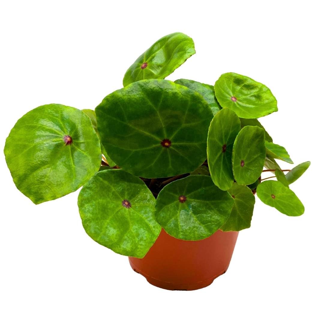 Begonia Conchifolia VAR. Rubrimacula in a 6 inch Pot