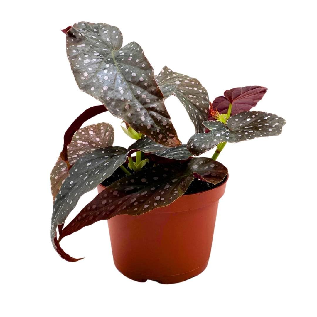 Harmony Foliage Angel Wing Cane Begonia Harmony's Fantasy Girl 6 inch